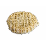 3508 STREUSELSCHNECKE NATUR